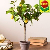Фото Торфосуміш Compo Sana для цитрусових рослин 10 л 1671