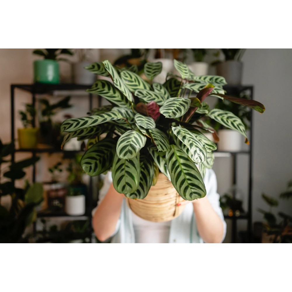 Універсальний спрей Compo Complete 500 мл 6357