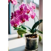 Фото Набір аплікаторів Compo для охідей 30 мл 6 шт N3275-6