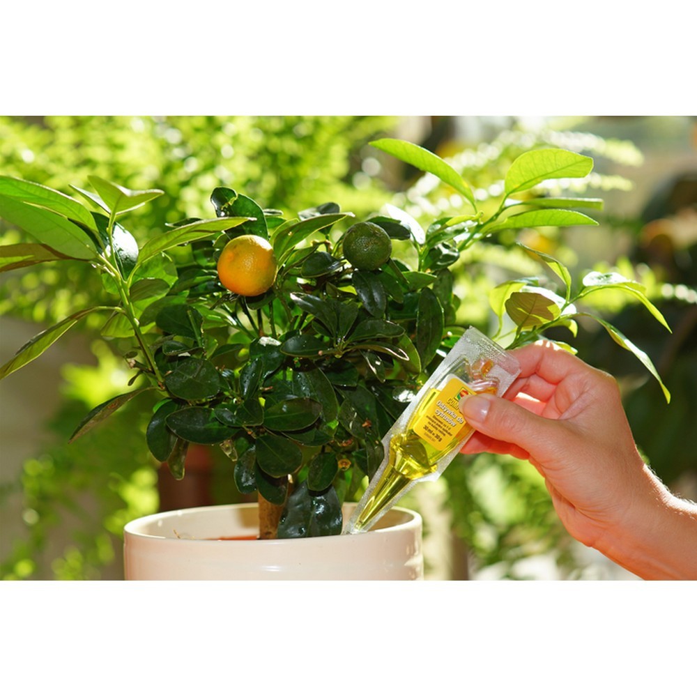 Набір аплікаторів Compo для цитрусових 30 мл 6 шт N3285-6