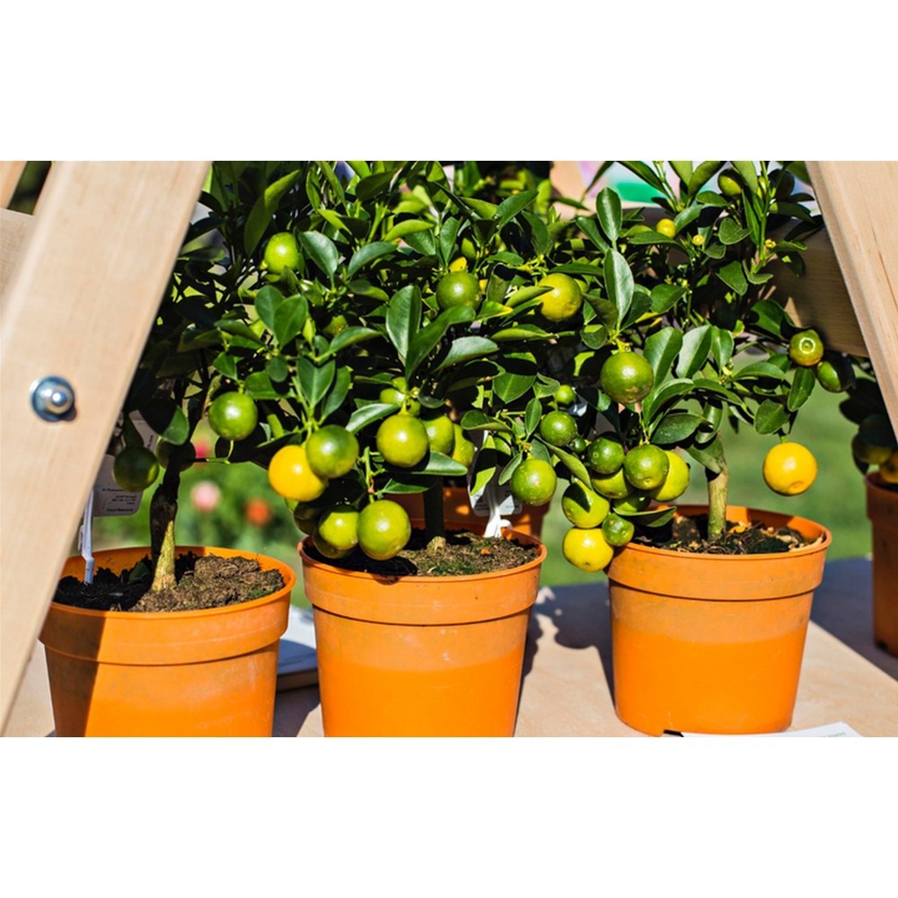 Набір аплікаторів Compo для цитрусових 30 мл 6 шт N3285-6